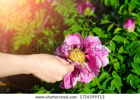 Close-up young adult female hand holding big beautiful blossoming pink peony tree flower against green leaves in garden on sunny day. Hand care ,manicure and aroma concept. Nature spring background