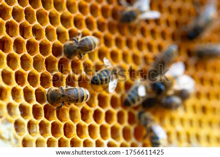 Close-up of working bees on honeycombs. Beekeeping and honey production image.