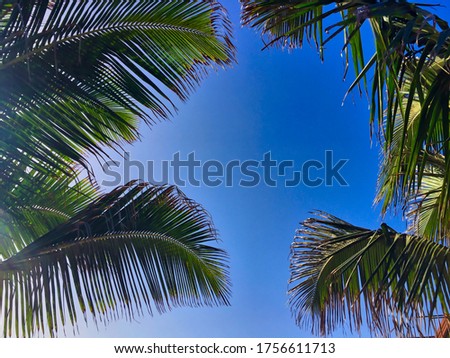 Palm Tree Leaves with Blue Sky in Cape Verde. 