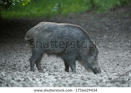 Large adult boar (male wild hog) in the forest