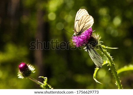 A white butterfly sits on a lilac flower.
