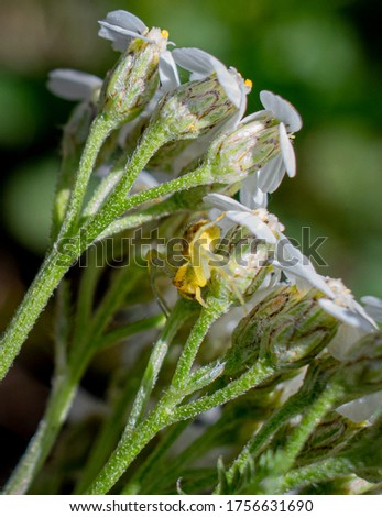 A tiny male Goldenrod crab spider hiding in the shade of a white flower.  Hairs are visible all over the body of the spider and the branching stems of the flowers.