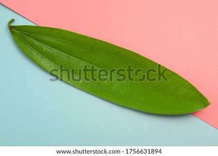 Green leaves on a blue and pink background