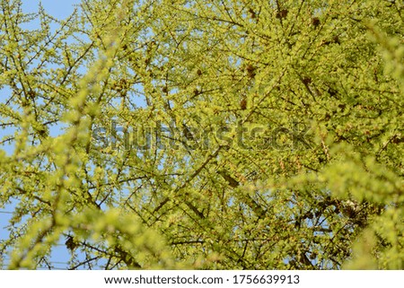 Light green larch branches with cones against the blue sky in summer. Horizontal photo of spring background