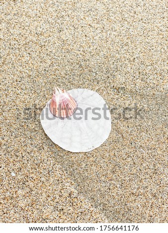 Close up of beautiful white sand dollar on the beach. Free space for your text. San Gregorio beach, California, US