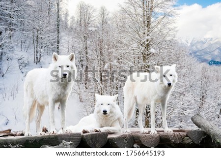 Arctic Wolves. White wolf in Winter Forest 