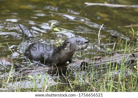 River otter in the river 