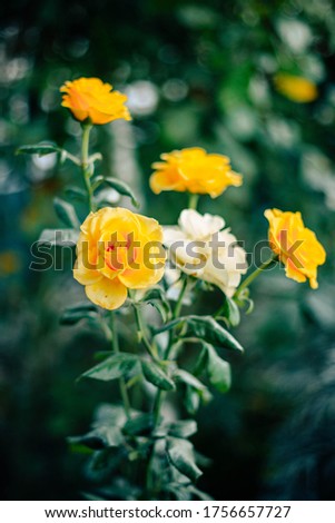 Yellow and white roses in summer