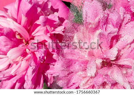 Pink peonies behind glass in drops of water. Floral abstract background.
