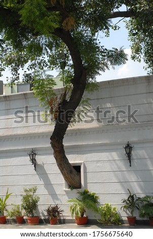 save neem tree marking the wall but not cutting the tree in New Delhi India. 