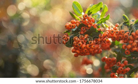 Branch with ripe orange rowan berries. Close-up.