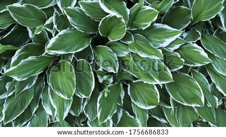 green leaves with white edge, natural background