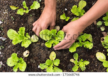 Planting vegetable garden Royalty-Free Stock Photo #175668746