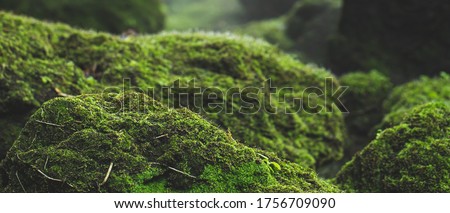 pattern green moss grown up cover the rough stones and on the floor in the forest. Show with macro view. Rocks full of the moss texture in nature for wallpaper. Royalty-Free Stock Photo #1756709090