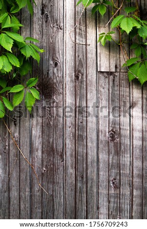 Background painted old wooden boards with branches and leaves of a plant