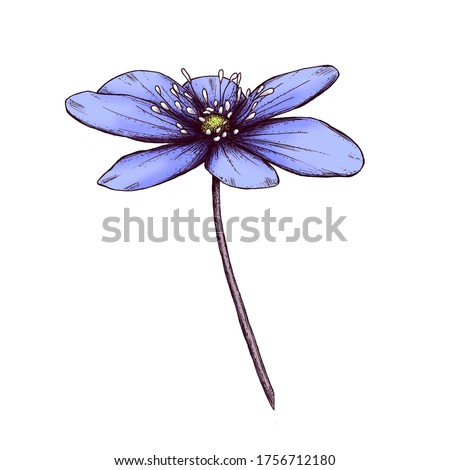 Pretty blues wild flower decoration 300 dpi digital art