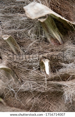 Background texture of a fibrous trunk of a palm tree with knots close-up. African style