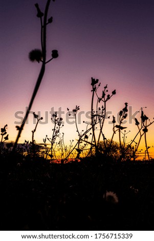 |The silhouette of flowers against the colorful sunset sky