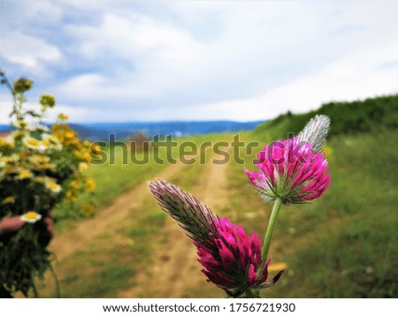 Bucket of flowers and a pink flower. Pathway background