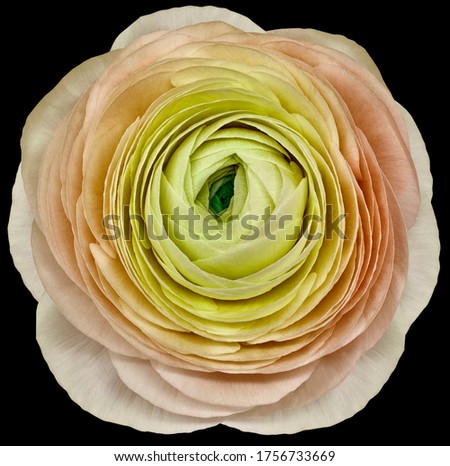 flower yellow-pink rose isolated on the black background. Close-up. Nature.
