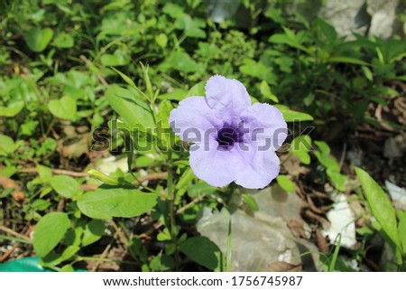 Ruellia tuberosa flower, also known as minnieroot, fever root, snapdragon root and sheep potato