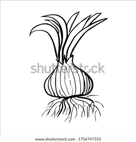 Vector illustration of an onion isolated on white background. Hand drawn icon in doodle style.