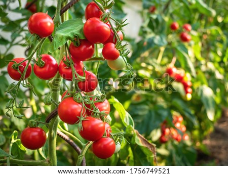 Ripe tomato plant growing in greenhouse. Fresh bunch of red natural tomatoes on a branch in organic vegetable garden. Blurry background and copy space for your advertising text message. Royalty-Free Stock Photo #1756749521