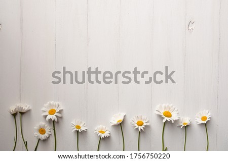 White daisies on a white wooden background at the bottom of the image, top view. Background with a copy of the space.