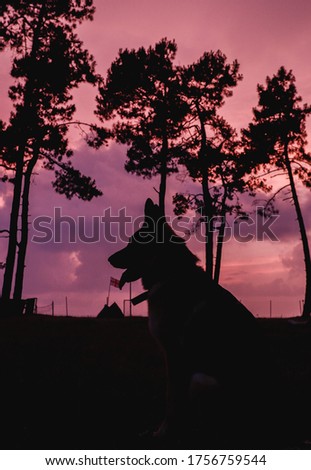 Beautiful pink sunset and silhouettes of pine trees in the foreground. Silhouette of a German shepherd on the background of the sunset. Silhouette of a dog.