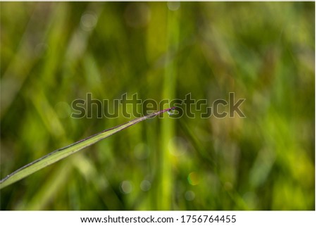A drop of dew on the tip of the grass. Blurred green background of summer meadow.