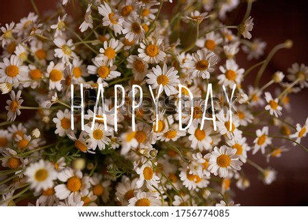 A bouquet of white daisies. Photo for a holiday card. Mothers Day. A wonderful bouquet of daisies. Lettering happy day on a background of flowers.