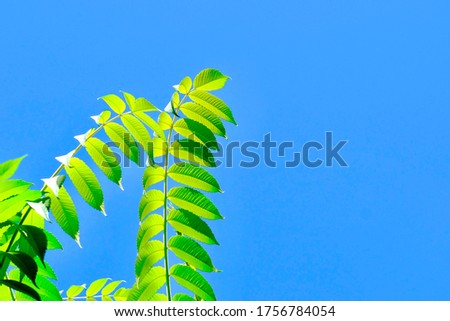 A green tree branch illuminated by beautiful sunlight against a blue sky. Green composition. Summer mood.