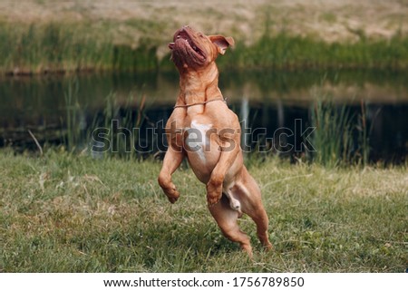 Jumping Dogue de Bordeaux. Dog mastiff pet Royalty-Free Stock Photo #1756789850