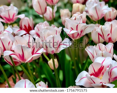 Full screen shot of white and red tulips