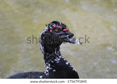 
Portrait of a black duck in Ecoparque of Buenos Aires