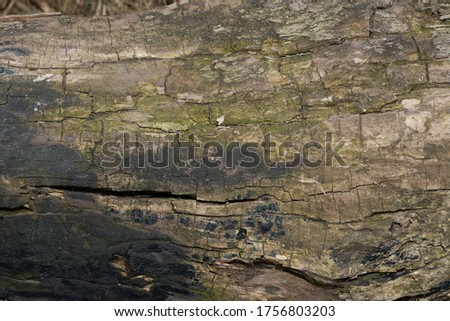 anchor of wood trunk textures

