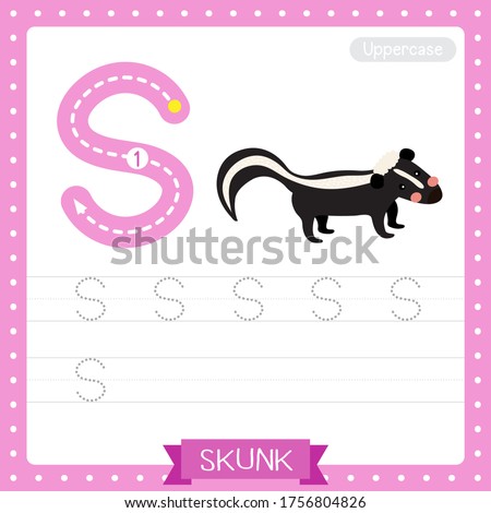 Letter S uppercase cute children colorful zoo and animals ABC alphabet tracing practice worksheet of Skunk for kids learning English vocabulary and handwriting vector illustration.