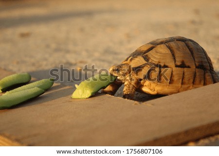 Egyptian desert turtle eating in sun