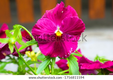 Bright and colorful sweet pansy flower bouquet. Close-up of delicate multicolored garden pansies in the flower pot.