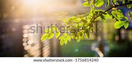 green leaves at sunset background