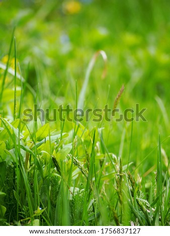 Field of different green grass and flowers - photo