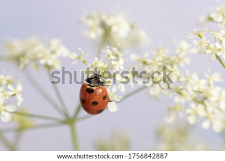 Ladybug on white flowers. Close-up
