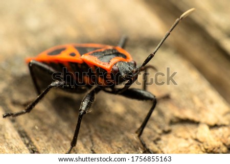 portrait of a redbug soldier, macro, super macro, Pyrrhocoris apterus, Pyrrhocoridae from squad Hemiptera, in natural habitat, on a fallen tree