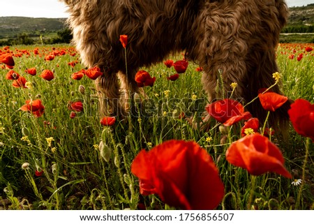 dog paws stepping on field of red poppies