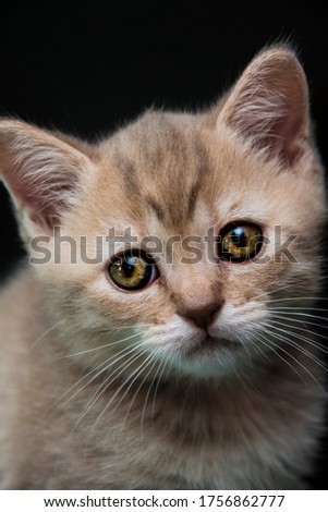 A rare pink British shorthair kitten with beautiful eyes on dark background. High quality photo of a cat