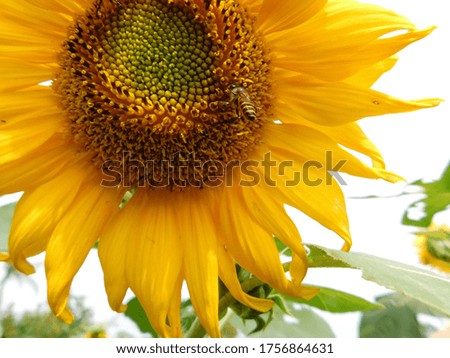 a close up picture of big sunflower in the garden 