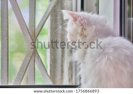 white kitten sits by the window