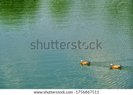 Two mallard ducks on a water in dark pond with floating autumn or fall leaves, top view. Beautiful fall nature background. color
