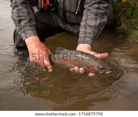 A large wild Rainbow trout being released back into the stream.