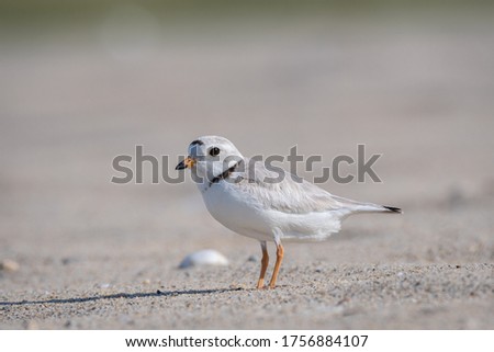 Piping plover is a near threatened sand-colored, sparrow-sized coastal shorebird. Photographed at Head of the Meadow Beach, Cape Cod, Massachusetts